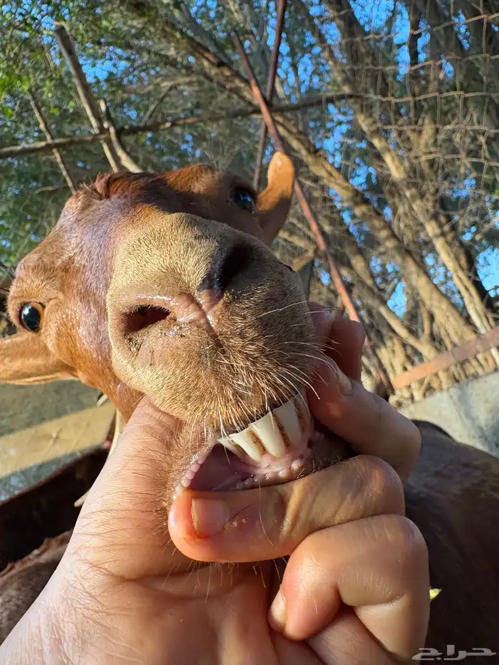 عنز بولده مشروطه ومطعمه الموقع الشقيق 4