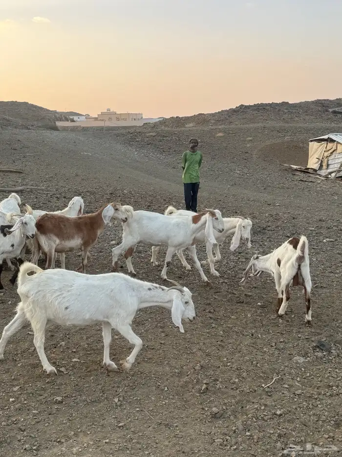 معزاء دفع للبيع 0