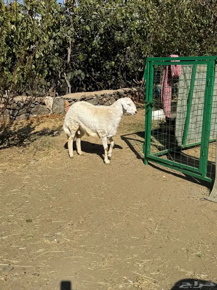 مشروع فحل حري فاخر 4