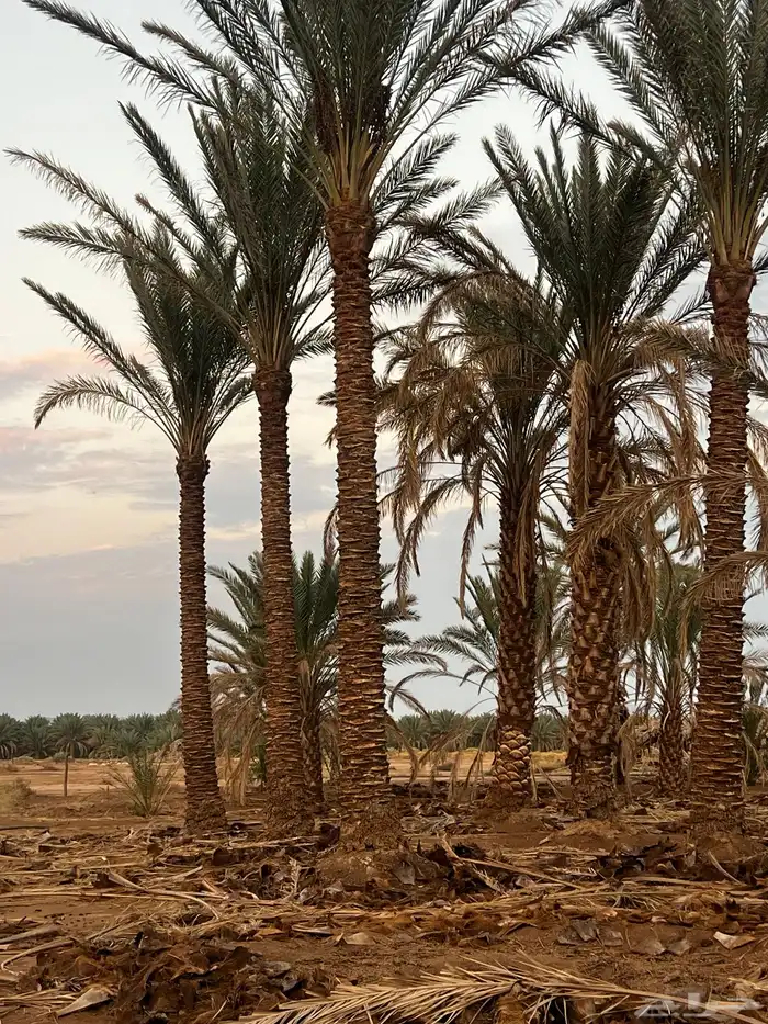 جذع نخل البيع من 4 متر الى 12 متر 0