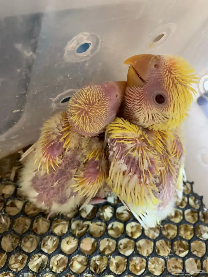 تصفيه على ازواج كروان وروز و كنيور 2