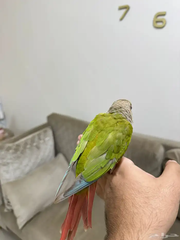 كنيور اناناس ( تم البيع ) 3