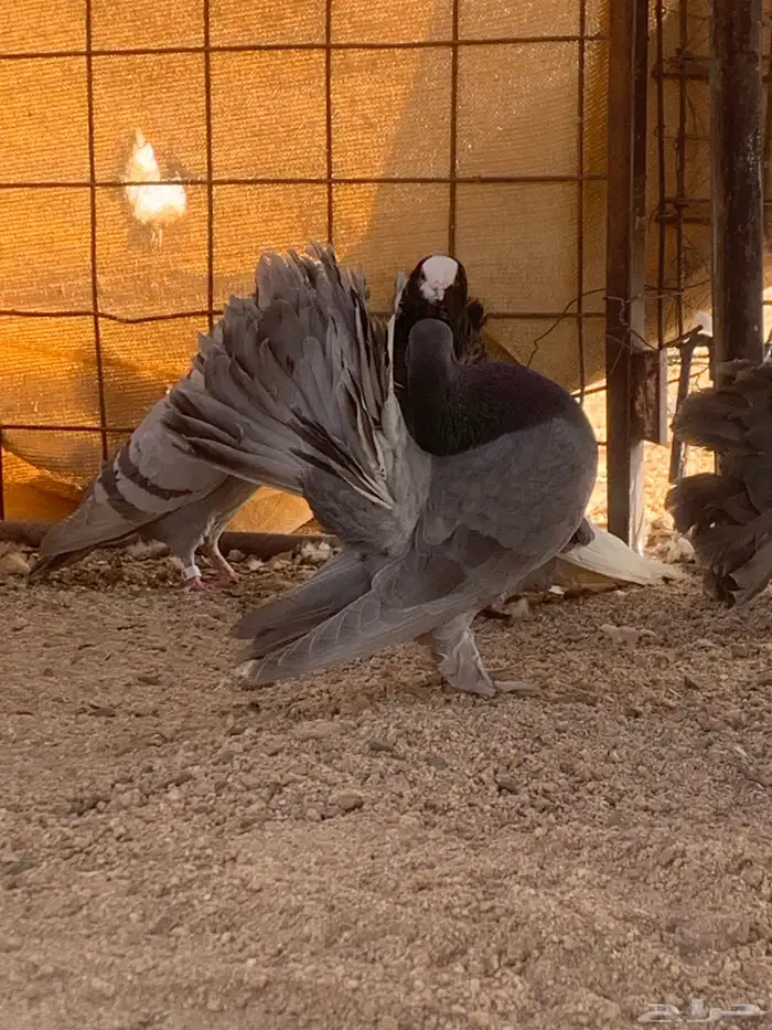 البيع حمام رقصي وفيه نفاخ وحد وفيه جوز بلجيك اصلي كله 9