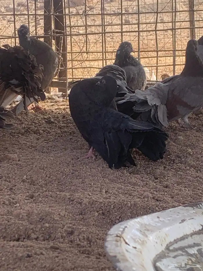 البيع حمام رقصي وفيه نفاخ وحد وفيه جوز بلجيك اصلي كله 1