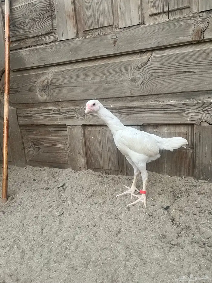 فروخ شامو الماني هزاز 1