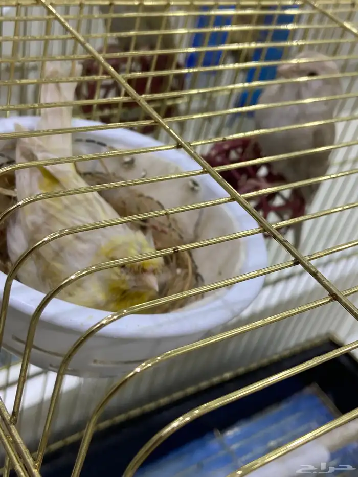 انثي كناري 5