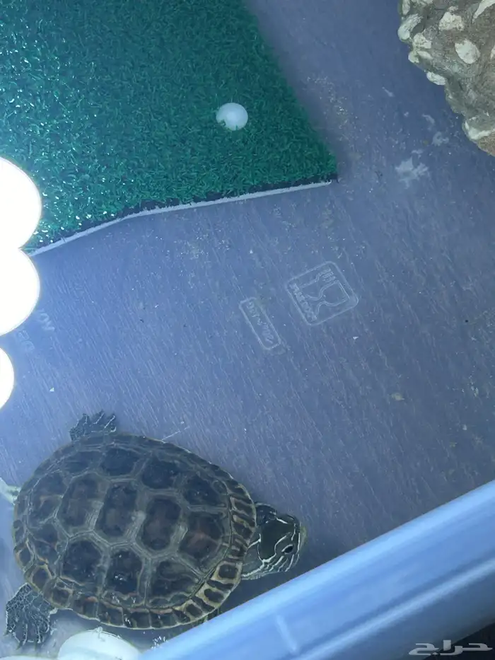 سلحفاه للبيع 0