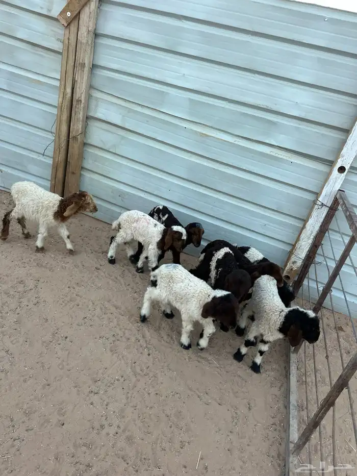 دواغير نعيم كبار العدد 8 0