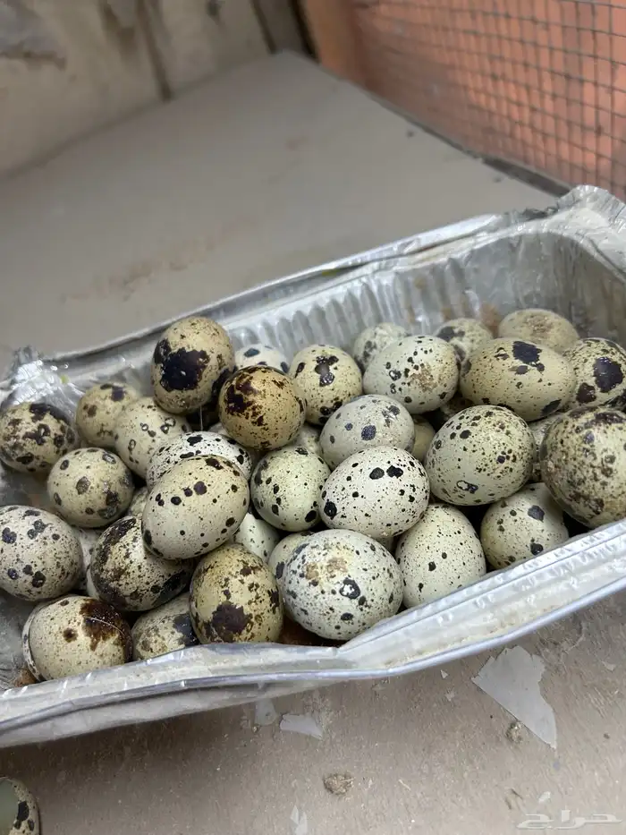 بيض سمان تكساس. تم البيع تم البيع 1