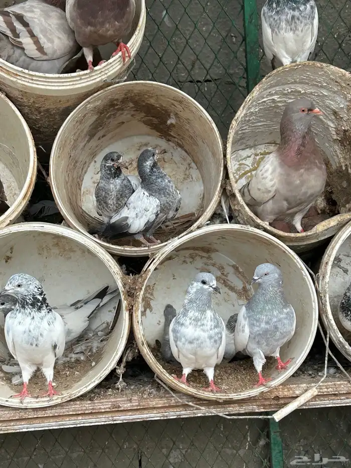 حمام فرنسي و باكستاني منتج 3