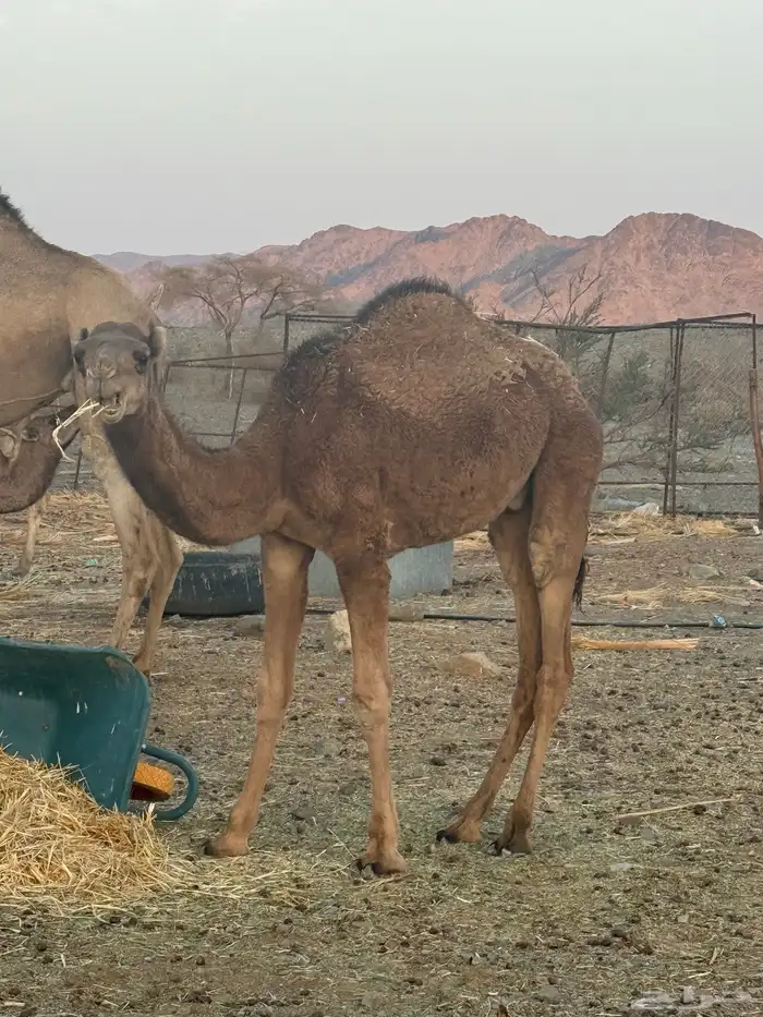 حاشي مفرود للبيع 1