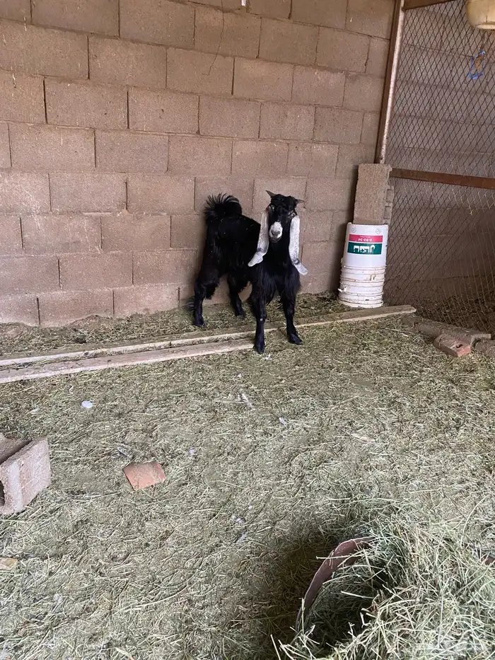 تيس للبيع مخصي 0