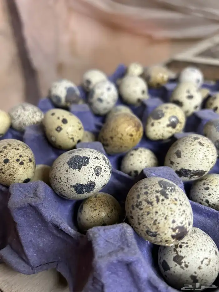 بيض سمان تكساس. تم البيع تم البيع 4