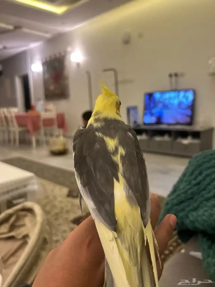 عصفور كروان 2