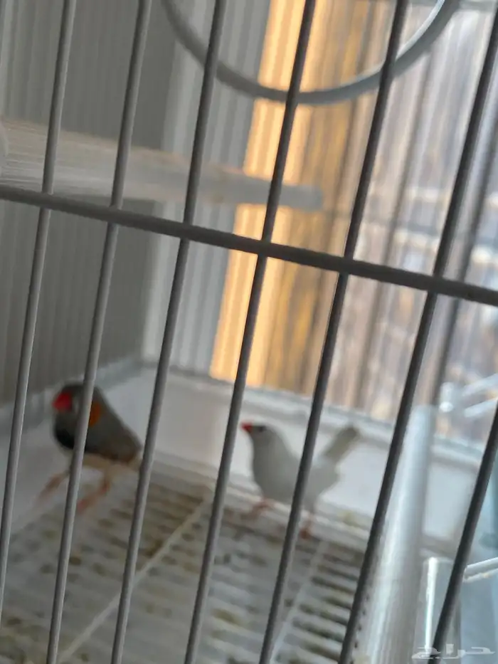 للبيع طيور الزبيرا صوتها جميل 3