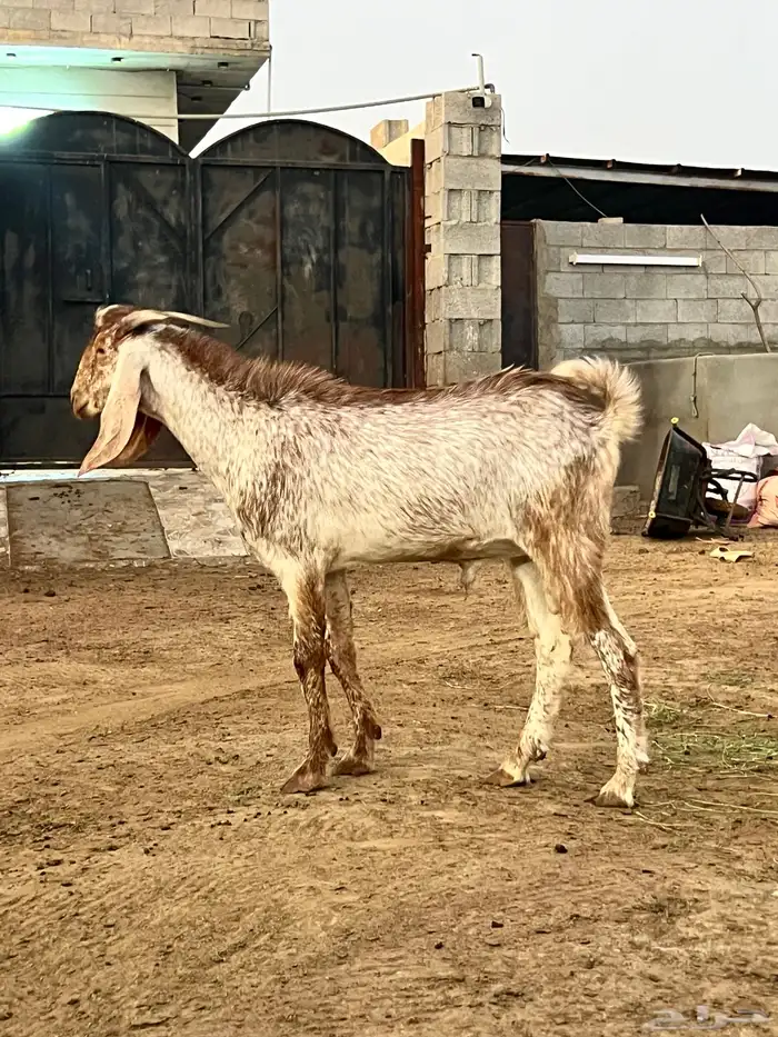 جفرات ومشروع فحل للبيع 2