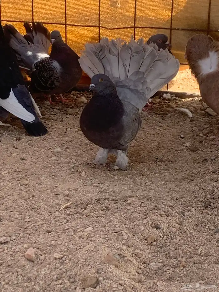 البيع حمام رقصي وفيه نفاخ وحد وفيه جوز بلجيك اصلي كله 4