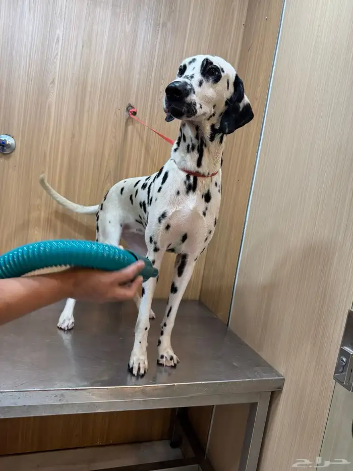 كلب دلميشن جواز اوروبي-Dalmatian 6