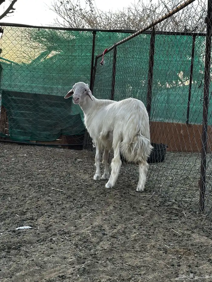 تم البيع تم البيع تم البيع مشروع فحل اصفر ابرص 2