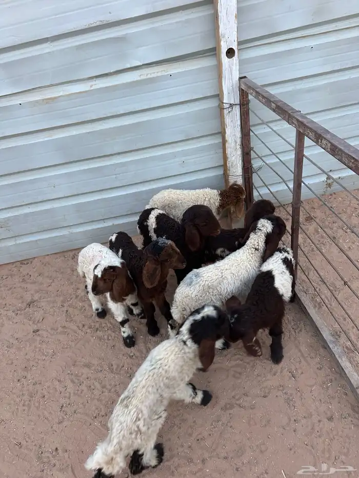 دواغير نعيم كبار العدد 8 5