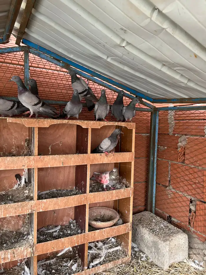 حمام حرمي للبيع 0