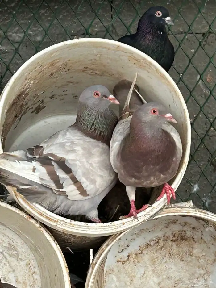 حمام فرنسي و باكستاني منتج 4