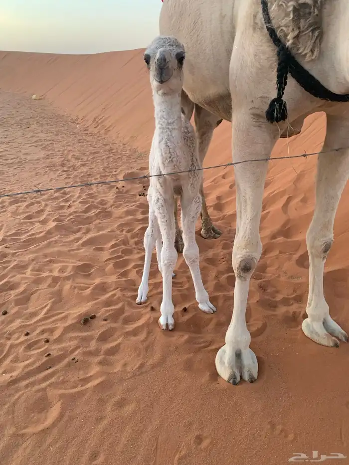 ذود مطلوب راعي جيد 0