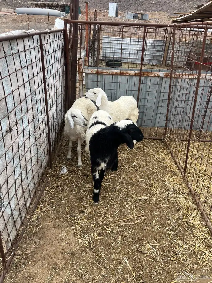 3 رخال طيب وسعر طيب الي يبي جمله ولا تفريد 0