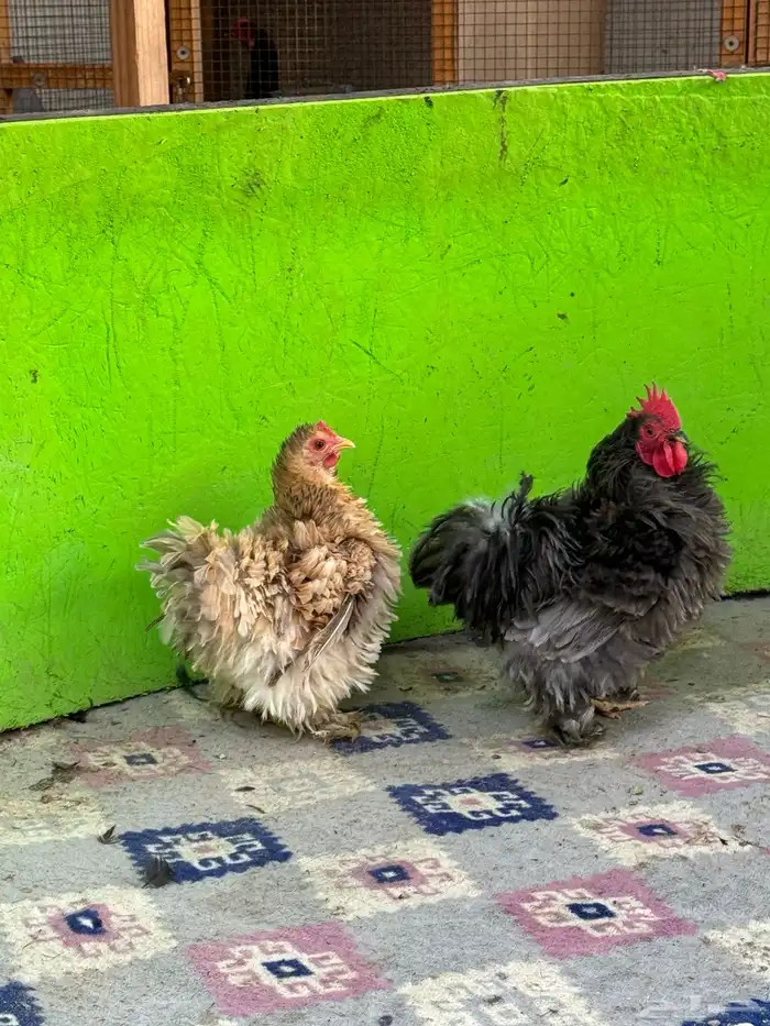 للبيع ديك ودجاجه كوشن فرزل 2