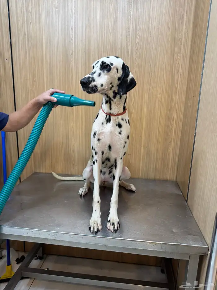 كلب دلميشن جواز اوروبي-Dalmatian 2