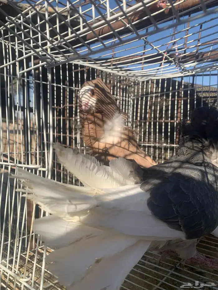 البيع حمام رقصي وفيه نفاخ وحد وفيه جوز بلجيك اصلي كله 14