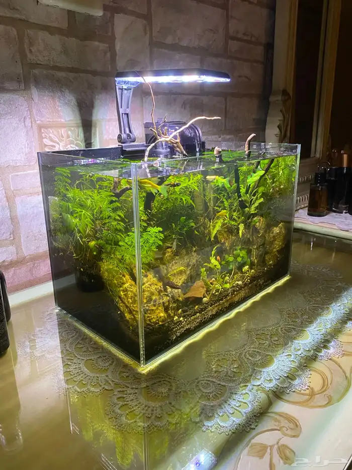 حوض مزوع متكامل منظر خيالي مع الاسماك 0