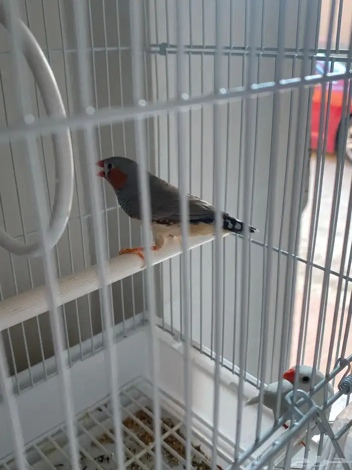 للبيع طيور الزبيرا صوتها جميل 1