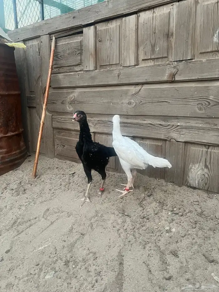 فروخ شامو الماني هزاز 0