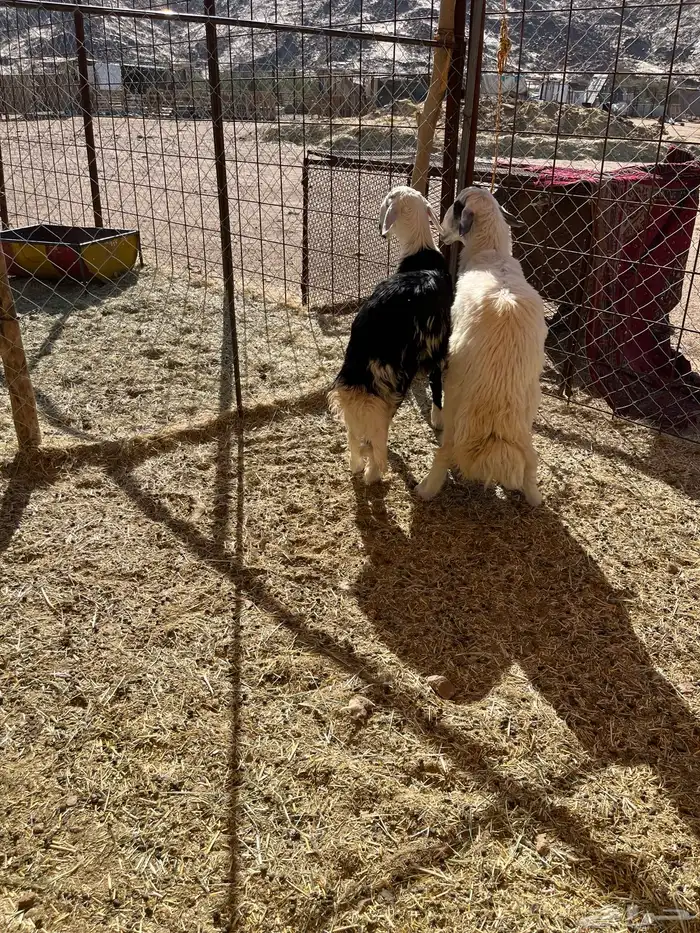 خروفين كرمات سمان 1