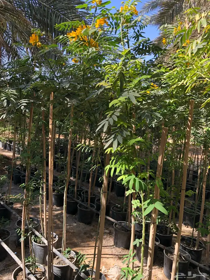 شتلات واشجار خدمة توصيل الرياض والخرج 32