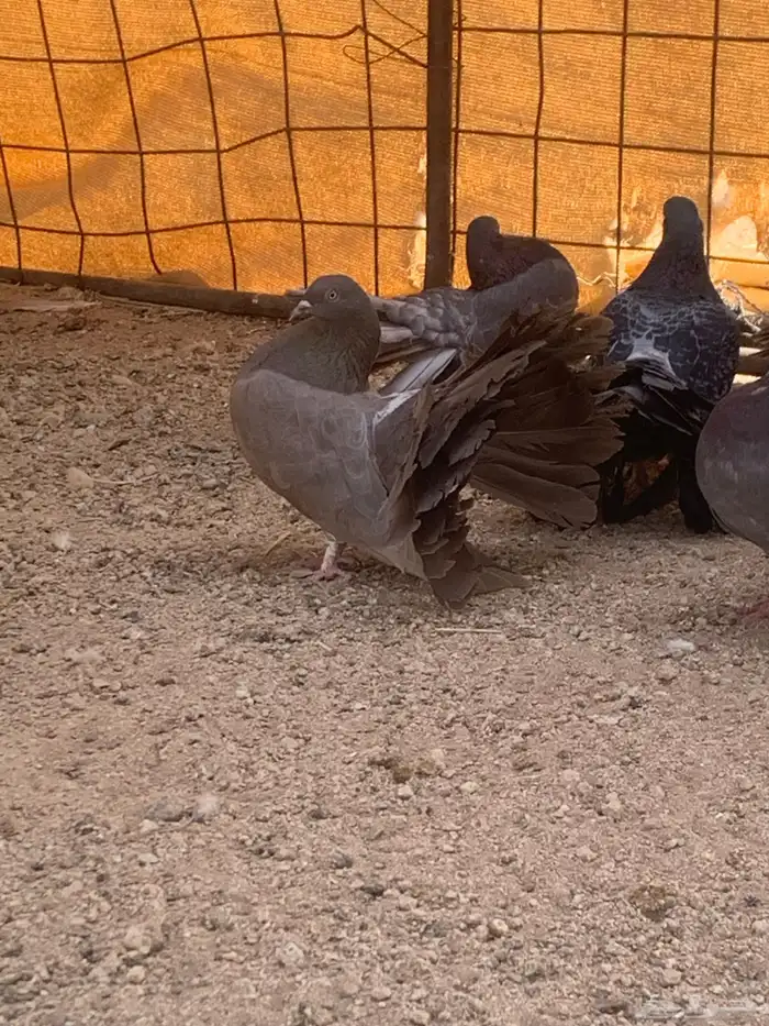 البيع حمام رقصي وفيه نفاخ وحد وفيه جوز بلجيك اصلي كله 6