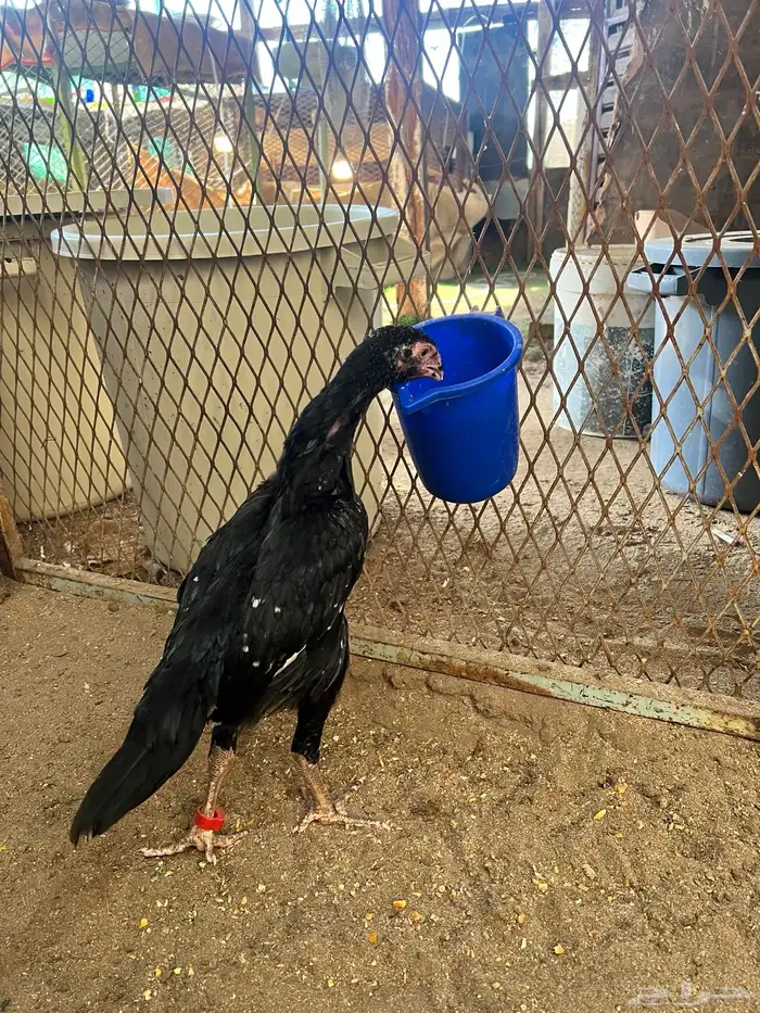 فروخ شامو الماني هزاز 3