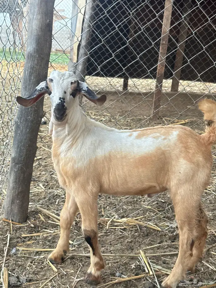 مشروع تيس بيشي فاخررر 0