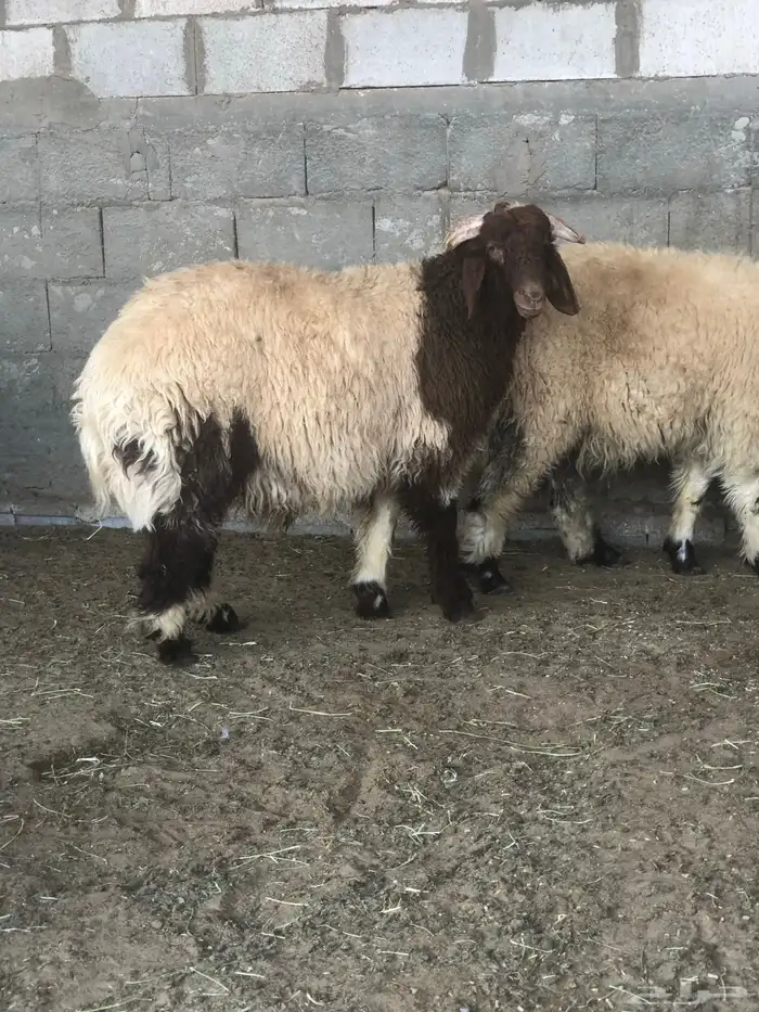 ذبايح الشرقيه 8