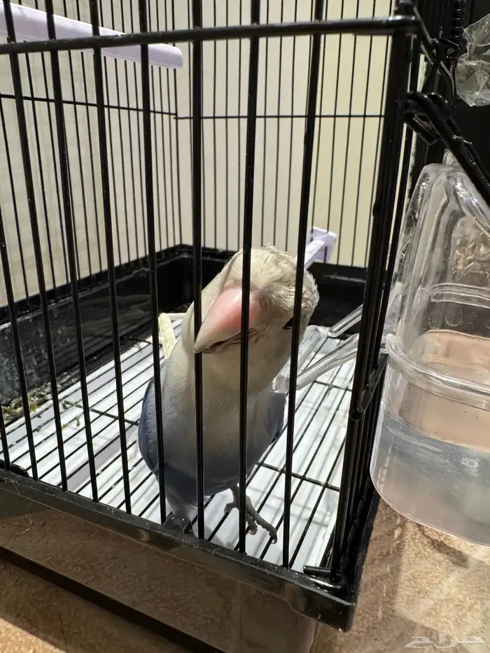 طير ببغا روز 4