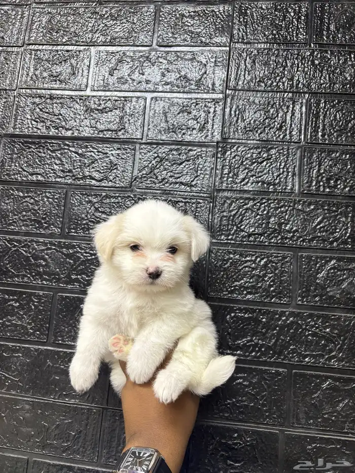 كلاب مالتيبو عمر شهرين تي كب 3