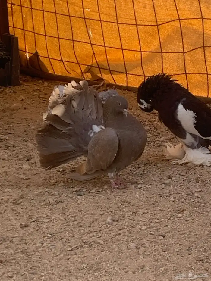 البيع حمام رقصي وفيه نفاخ وحد وفيه جوز بلجيك اصلي كله 0