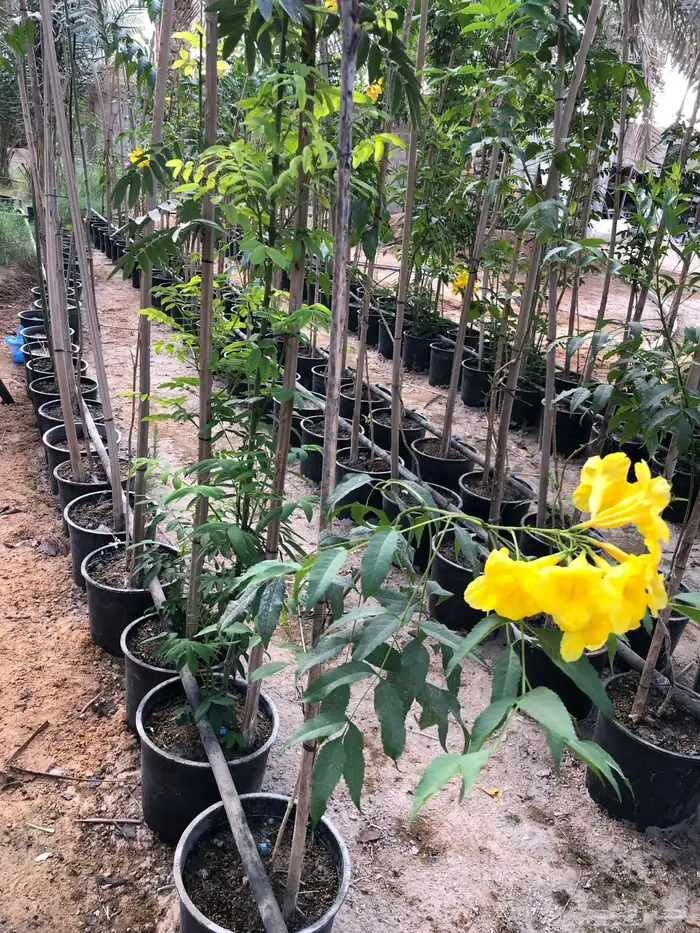 شتلات واشجار خدمة توصيل الرياض والخرج 34