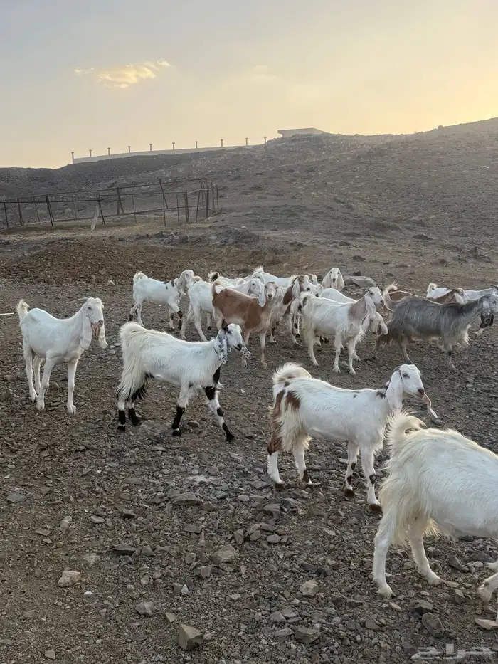 معزاء دفع للبيع 2