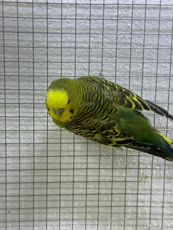 عصفور باجي ذكر 0