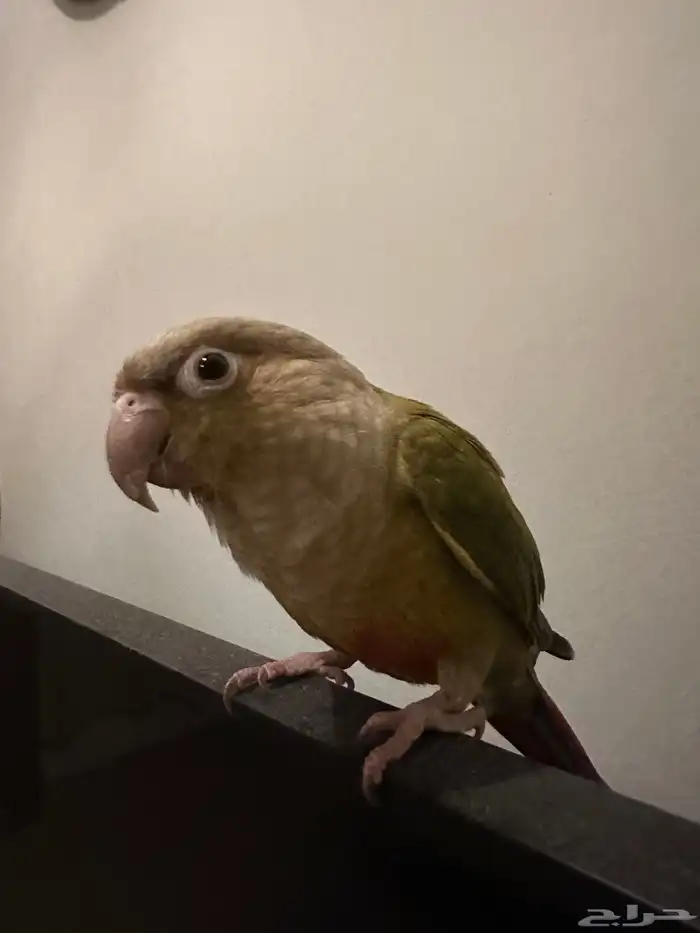 كنيور أليف 1