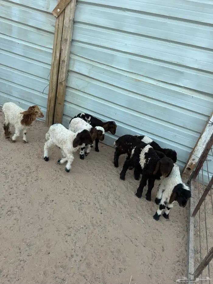 دواغير نعيم كبار العدد 8 6