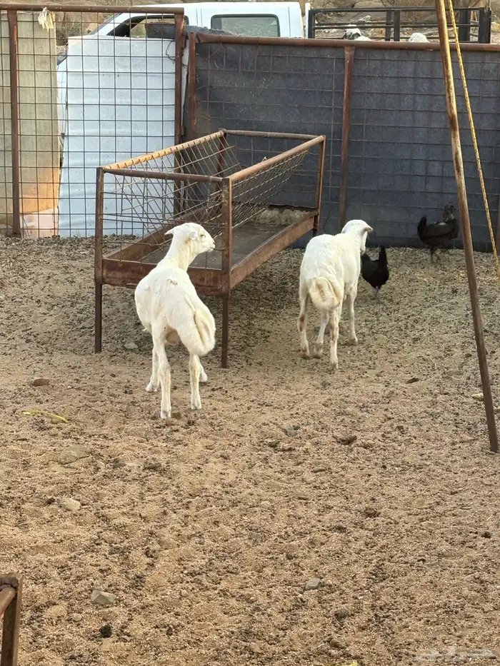 طليان مهجنه تم البيع 1