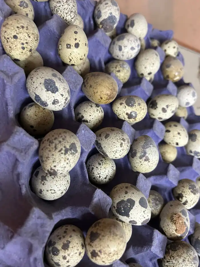 بيض سمان تكساس. تم البيع تم البيع 0